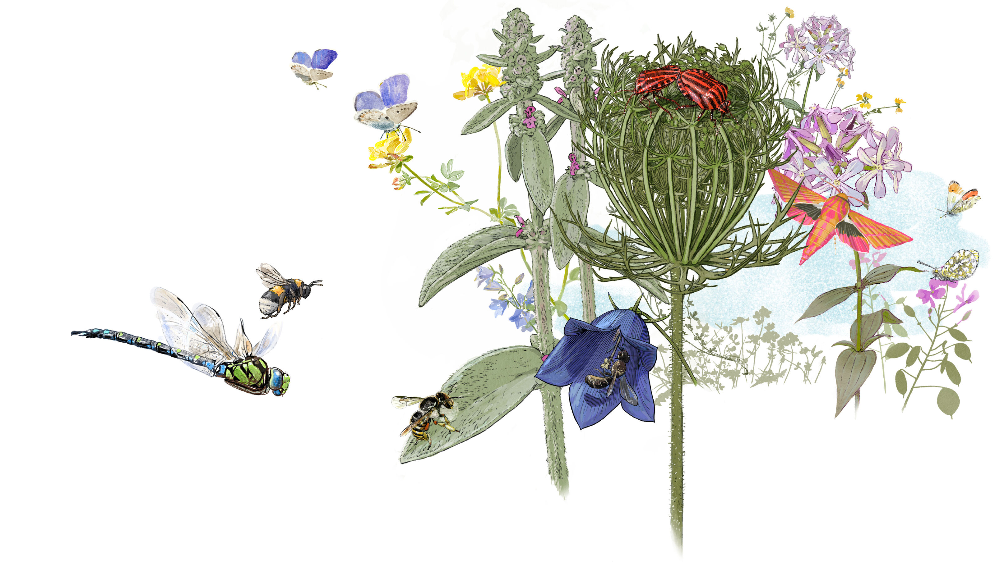 BLKB_Pflanzen-Tiere_InsekteninGaerten_Biodiversitaet_Huet-morn_bunterhund-Illustration_RGB