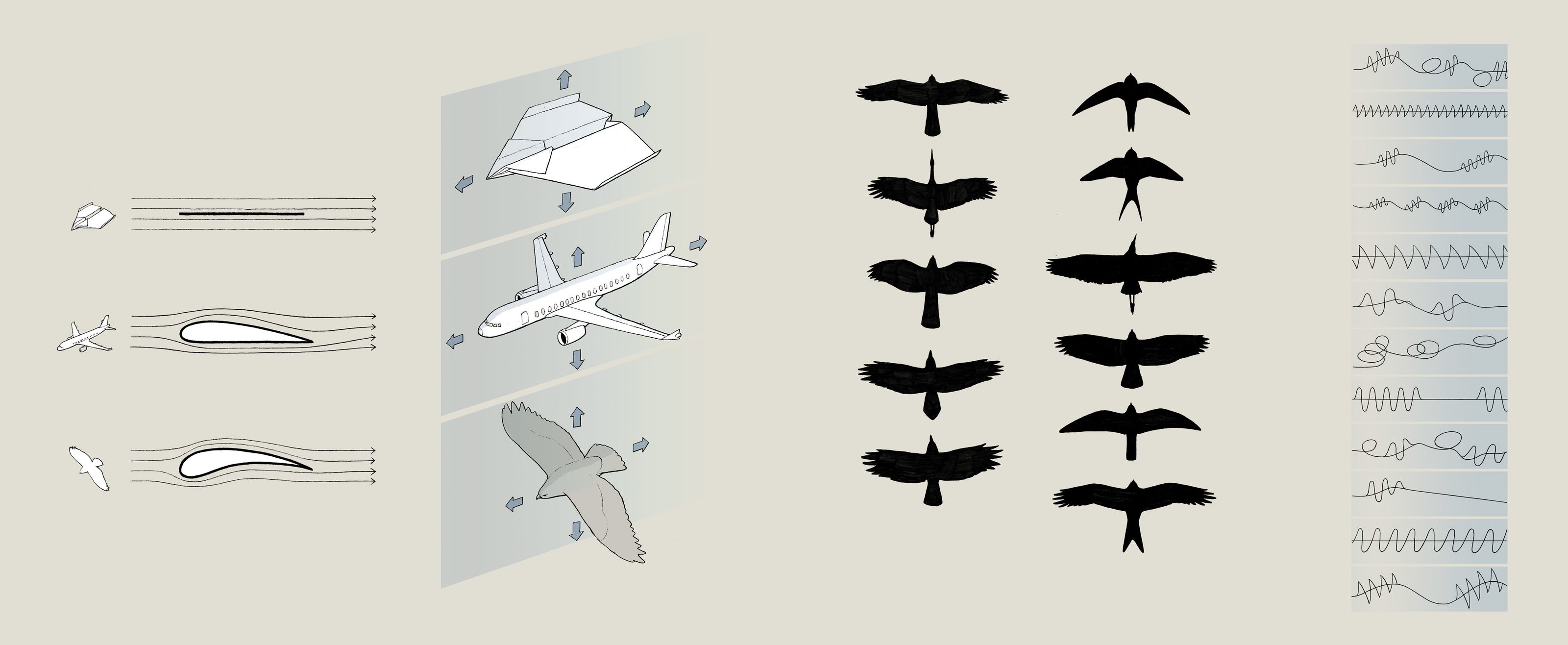 Vogelwarte_Flug_Aerodynamik_bunterhund-Illustration