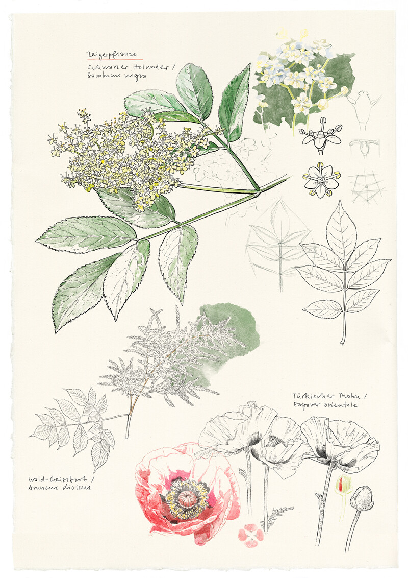 Fruehsommer-Zeigerpflanzen_schwarzer-Holunder-botanisches-Aquarell_Pflanzenfreund_bunterhund-Illustration