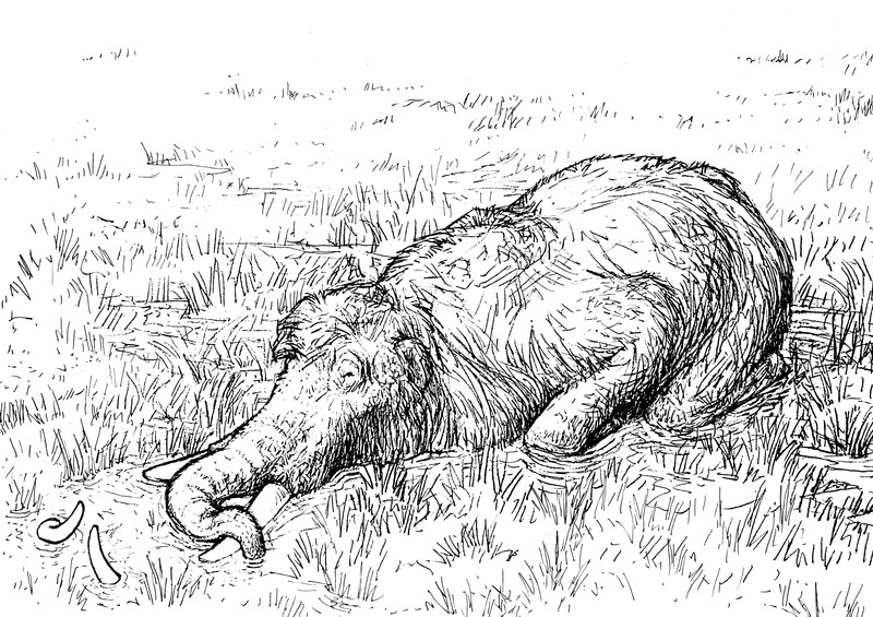 Mammutmuseum-Niederweningen_totes-Mammut_bunterhund-Illustration