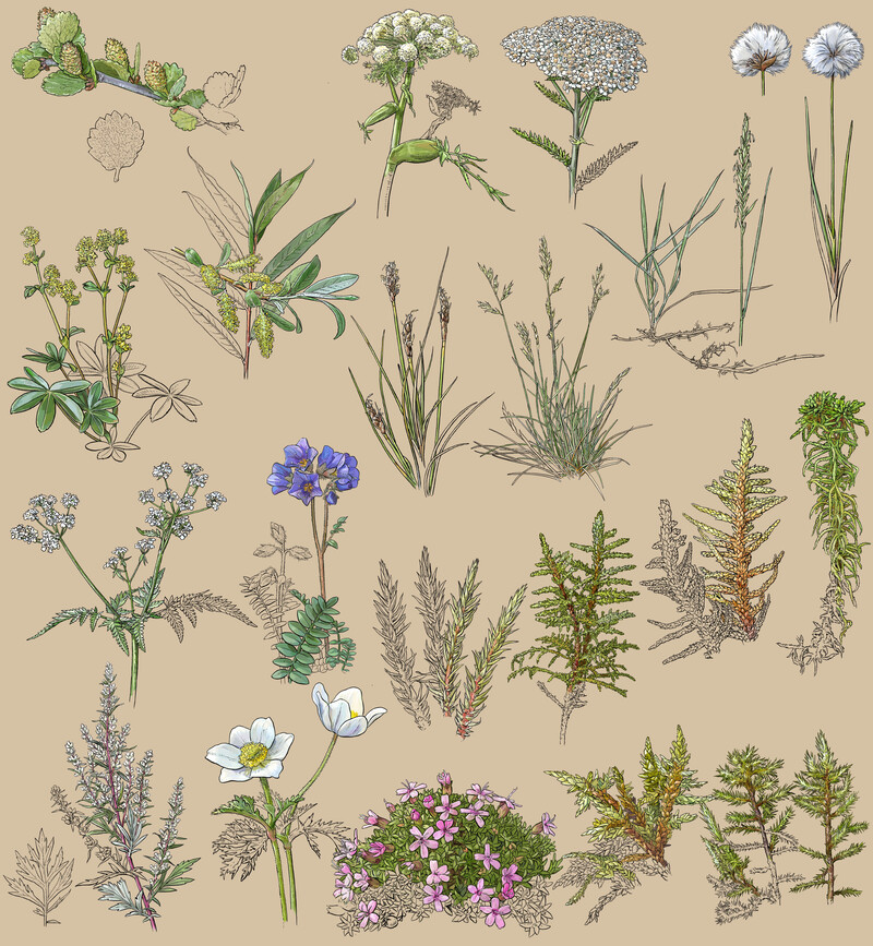 Naturhistorisches-Museum-Wien_Pflanzen_Mammutdung-beige_bunterhund-Illustration