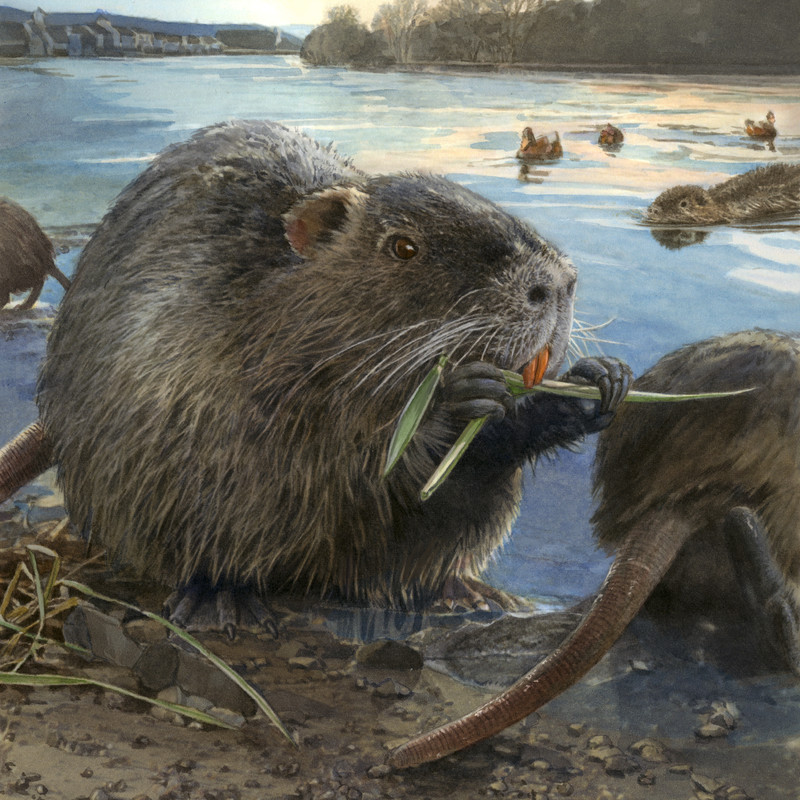 Nutria_Migrosmagazin_bunterhund_Illustration_1