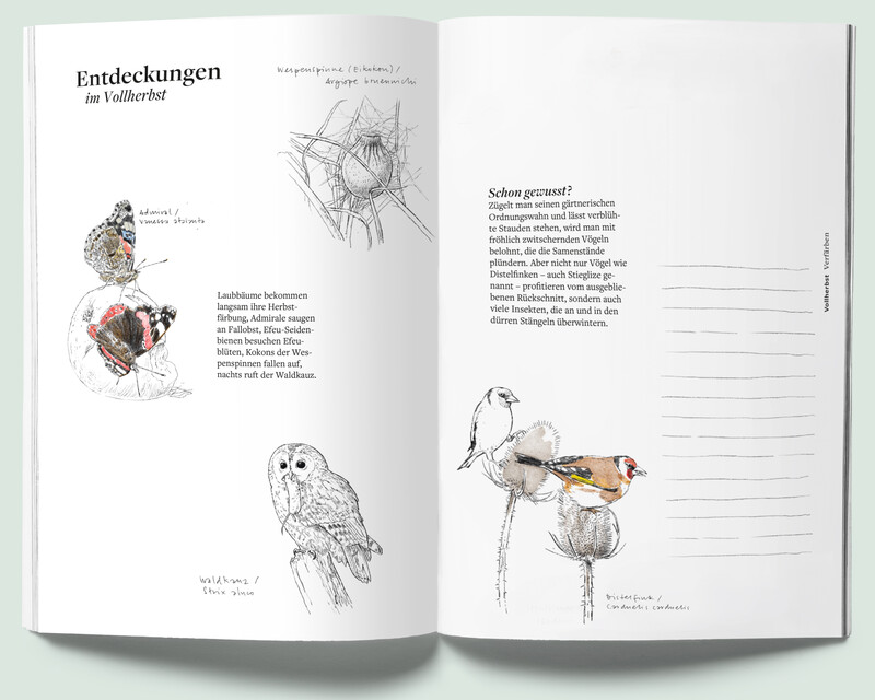 Pflanzenfreund_Phaenologisches-Handbuch_Entdeckungen2_botanische-Illustration_bunterhund-Illustration
