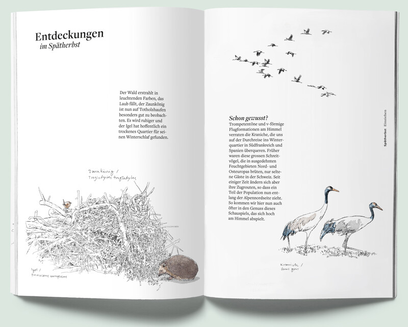 Pflanzenfreund_Phaenologisches-Handbuch_Entdeckungen_botanische-Illustration_bunterhund-Illustration