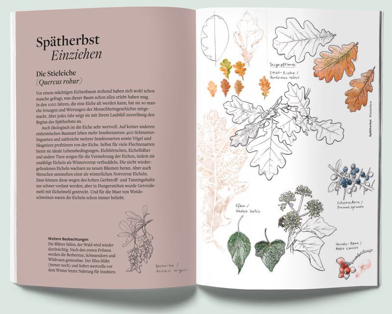 Pflanzenfreund_Phaenologisches-Handbuch_Spaetherbst1-Stieleiche_botansiche-Illustration_bunterhund-Illustration