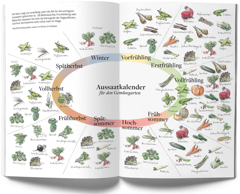 Pflanzenfreund_Phaenologisches-Handbuch_Titel2_botanische-Illustration_bunterhund-Illustration