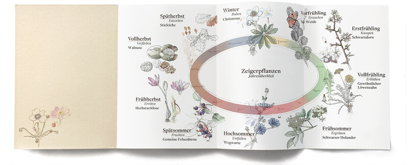 Pflanzenfreund_Phaenologisches-Handbuch_Titel3_botansiche-Illustration_bunterhund-Illustration