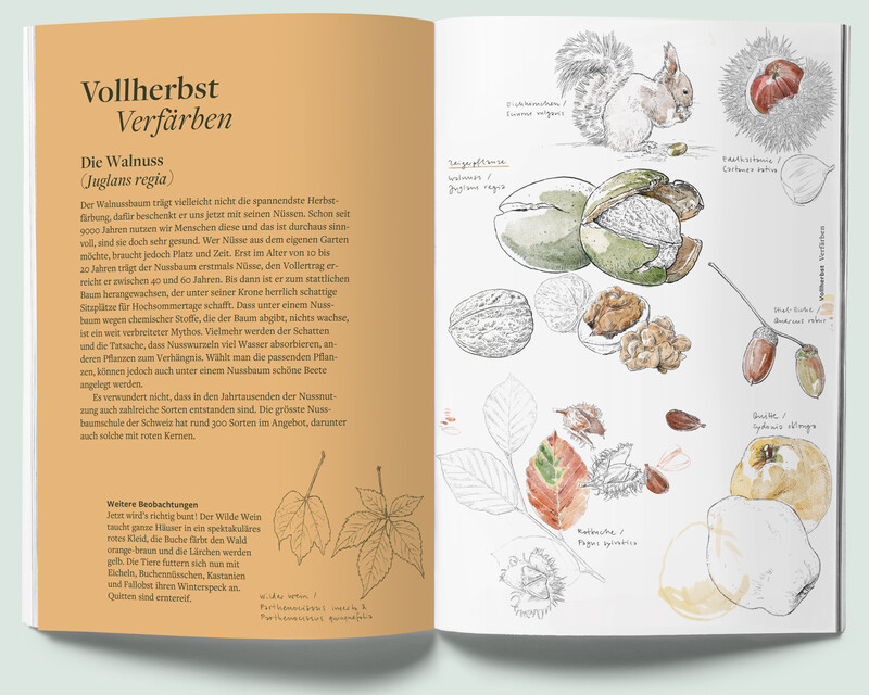 Pflanzenfreund_Phaenologisches-Handbuch_Vollherbst2-Wallnuss_botansiche-Illustration_bunterhund-Illustration