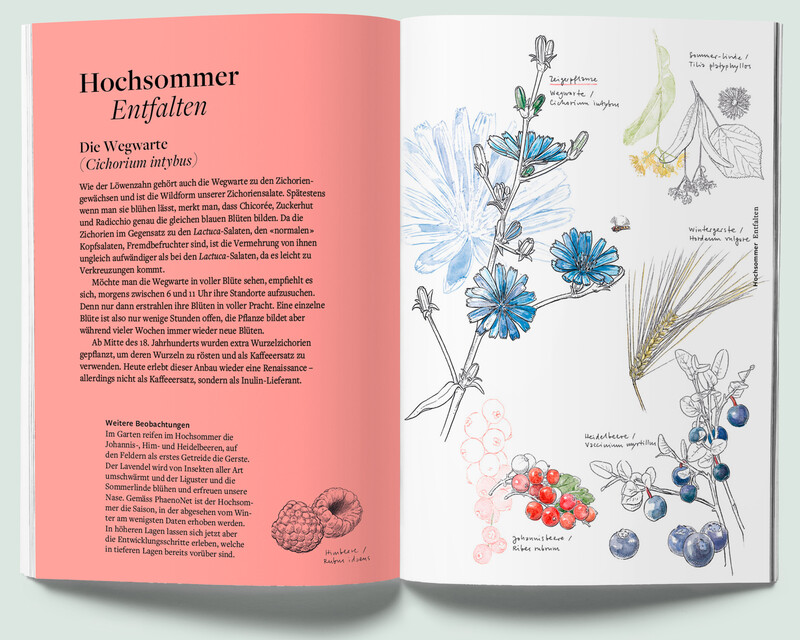 Pflanzenfreund_Phaenologisches-Handbuch_Vollsommer1_Wegwarte_botansiche-Illustration_bunterhund-Illustration