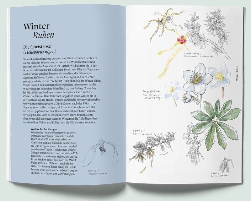 Pflanzenfreund_Phaenologisches-Handbuch_Winter2-Christrose_botansiche-Illustration_bunterhund-Illustration