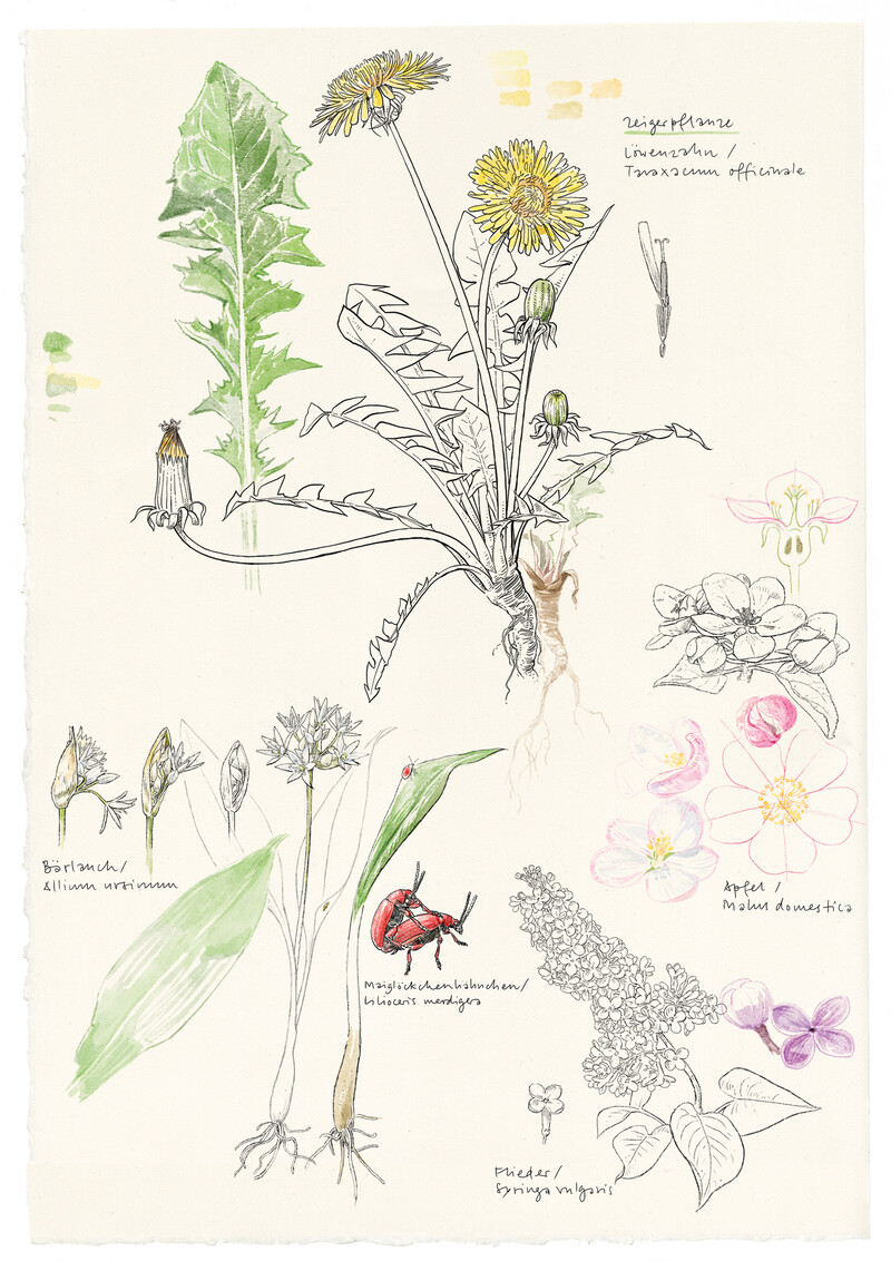 Vollfruehling_Zeigerpflanzen_Loewenzahn_botanisches-Aquarell_Pflanzenfreund_bunterhund-Illustration_