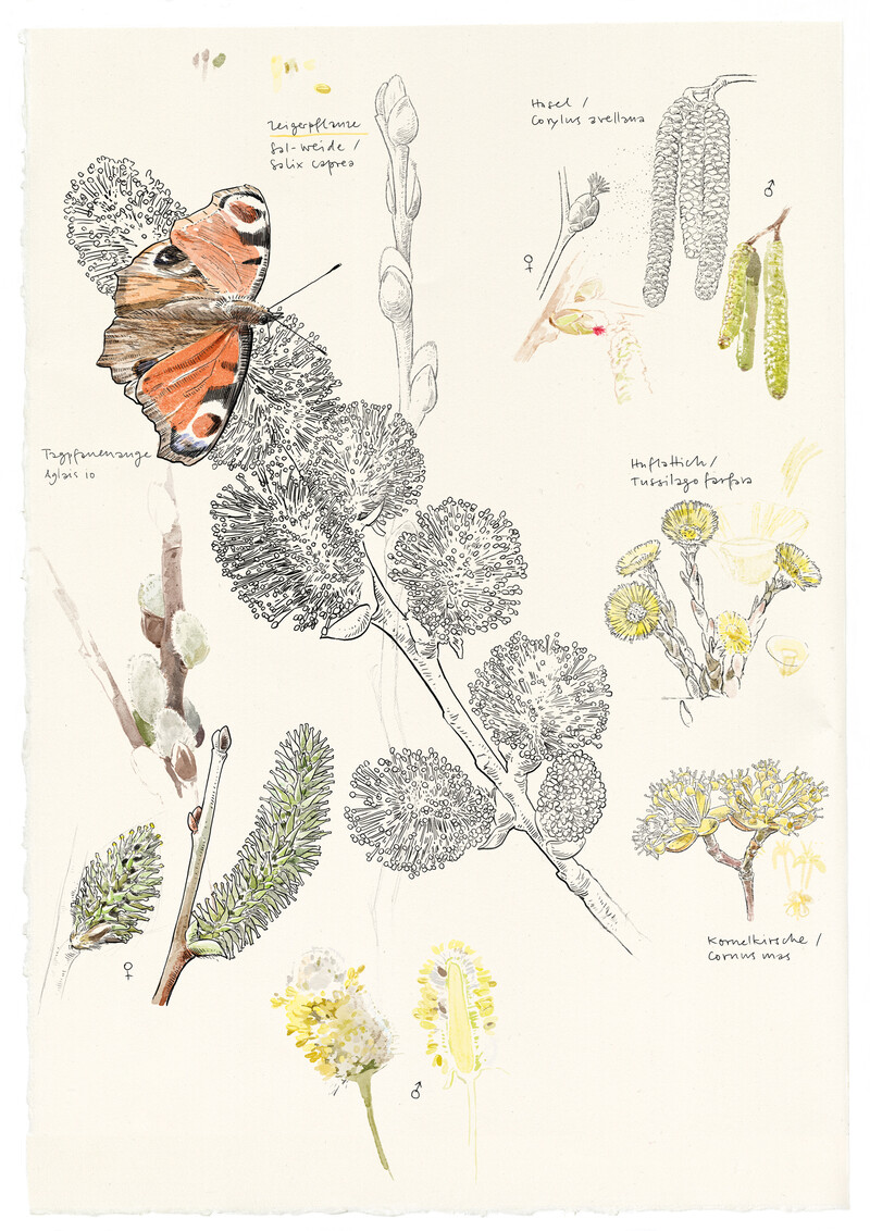 Vorfruehling-Zeigerpflanzen_Sal-Weide_botanisches-Aquarell_Pflanzenfreund_bunterhund-Illustration