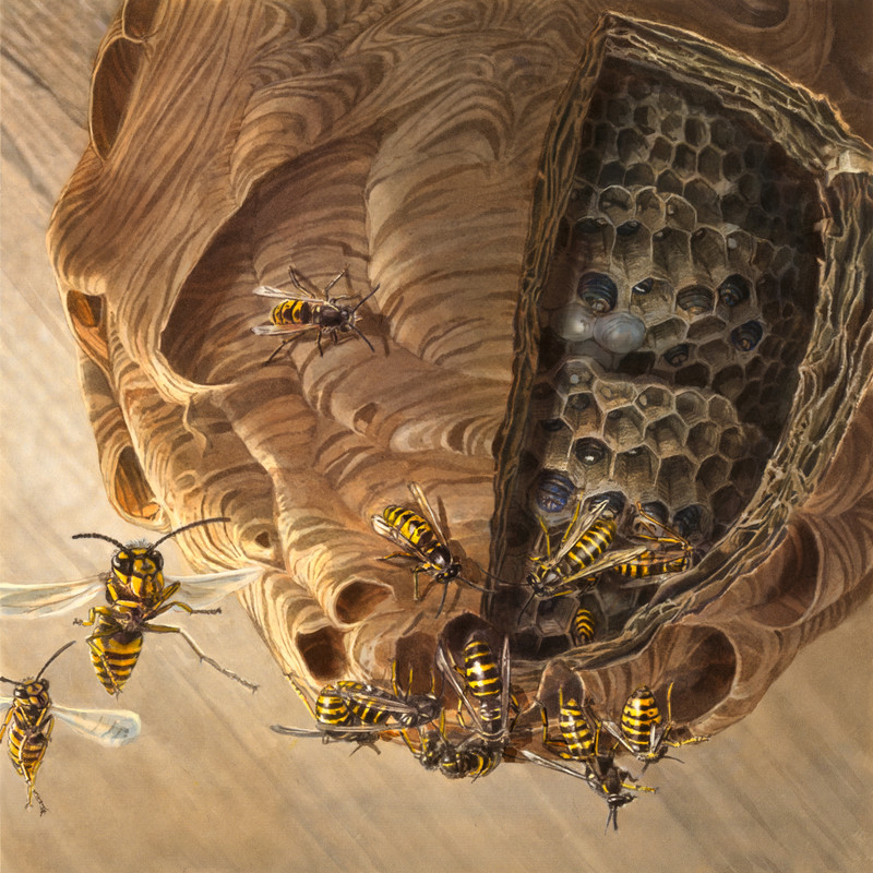 Wespe_Migrosmagazin_bunterhund_Illustration_1