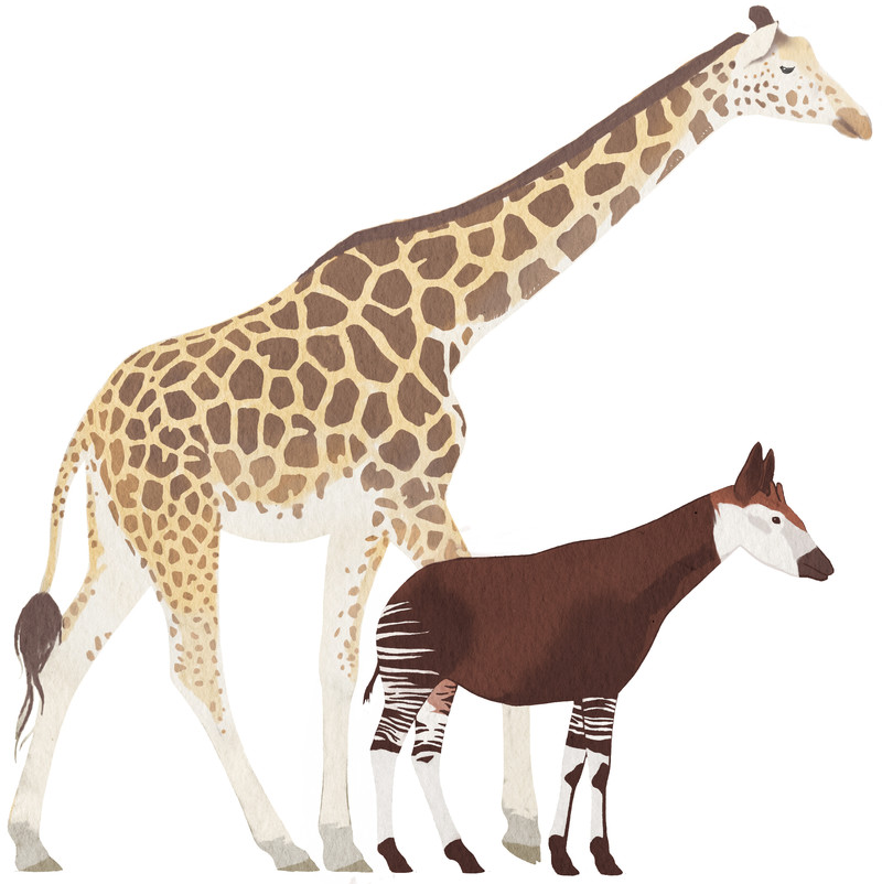 giraffe_okapitest_bunterhund-Illustration
